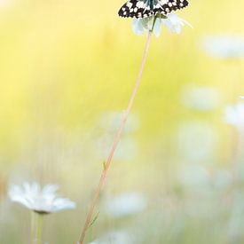 checkerboard by Ria Bloemendaal