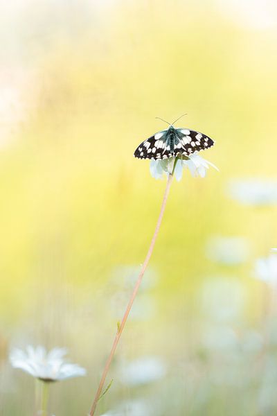 checkerboard by Ria Bloemendaal