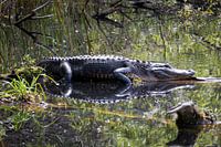 Aligator