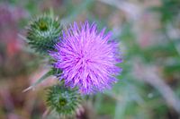 Macro thistle plant nature