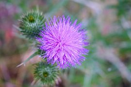 Macro thistle plant nature by Tessa Selleslaghs