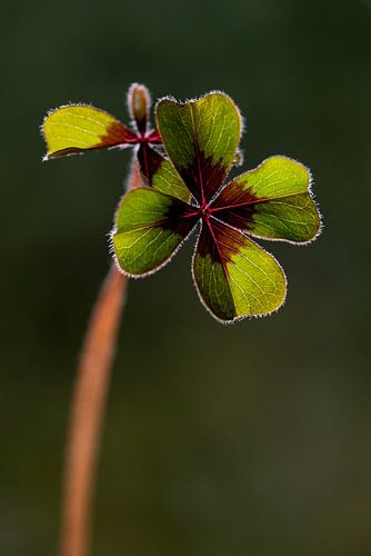 La chance avec un trèfle à quatre feuilles sur John Linders