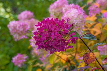 Herfstkleurige hortensia's van ManfredFotos