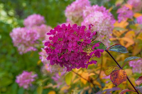 Fleurs d'hortensias aux couleurs automnales