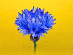 Schöne Kornblume auf gelbem Hintergrund (Gemäldeversion)
