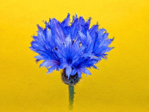 Mooie korenbloem op een gele achtergrond (schilderij uitvoering)