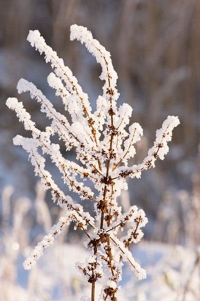 A touch of frost par Brian Morgan