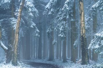 Winterse ochtend met sneeuw in het Vijlnerbos in Zuid-Limburg van Jos Pannekoek