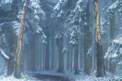 Winterse ochtend met sneeuw in het Vijlnerbos in Zuid-Limburg
