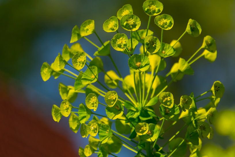 Blumen von Valerie Vlaeminck