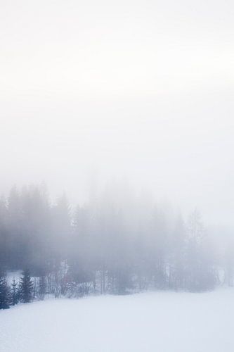 Forsty Haze by Daisy Gilyamse