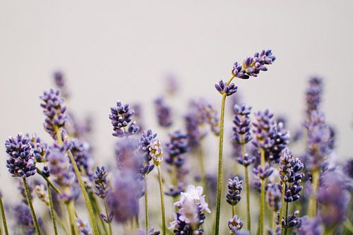 Lavender | Summer close-up