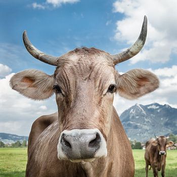 Vache devant le vert