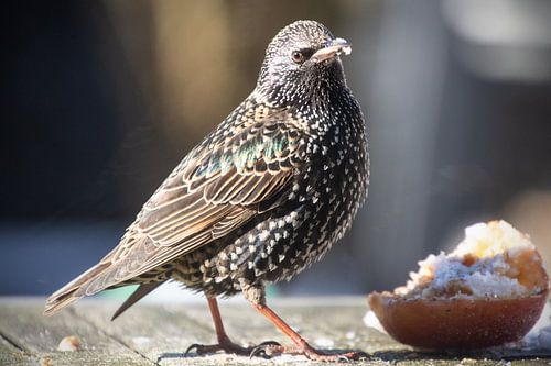 Starling eats apple
