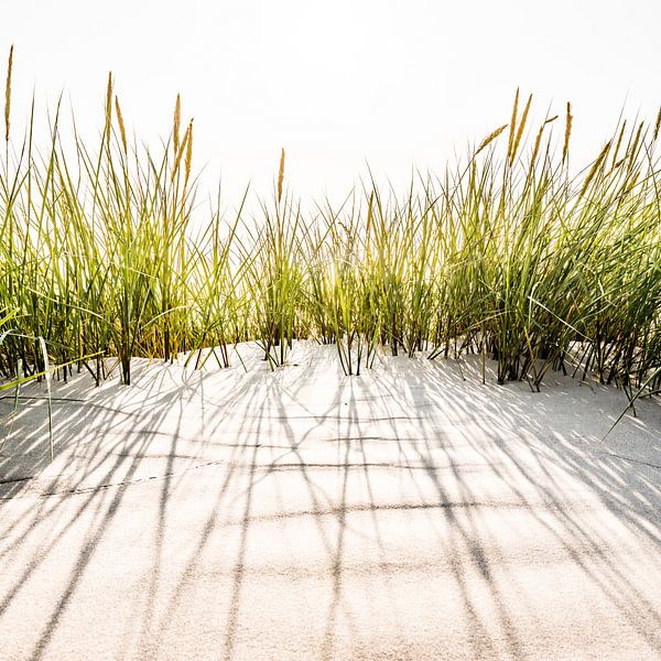 Dune grass by Denis Feiner
