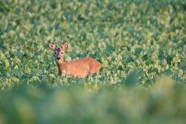 Roebuck in the sugar beet by Johann-Henrik Pfennig