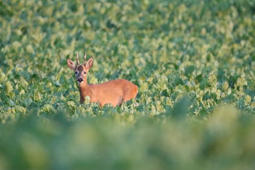 Rehbock in den Zuckerrüben