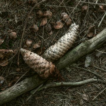 Autumnal palette Pine cones