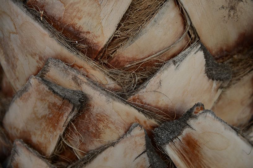Palm von Wouter Cornelissen