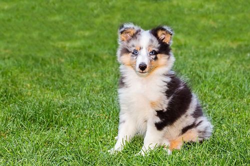 Portret jonge sheltie hond op gras