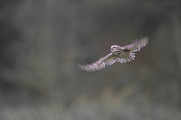 Burrowing owl takes off by Larissa Rand