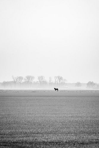 Paard Eenzame Stilte in Mistig Zwart Wit Landschap