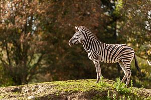 Zebra by Saartje Lommelen