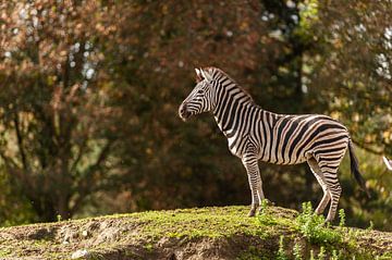 Zebra von Saartje Lommelen