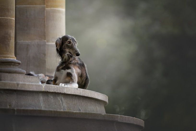 Kasteel hond van Nuelle Flipse