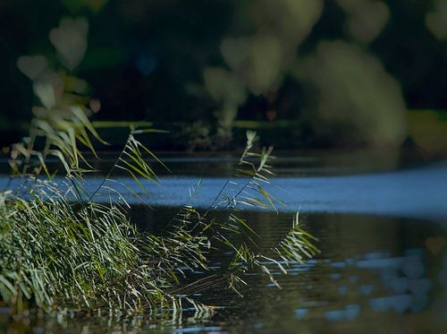 Liefde voor de natuur