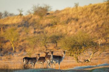 Fallow deer in nature reserve by Dirk van Egmond