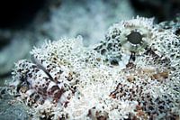 Schorpioenfisch, Mabul, Malaysia