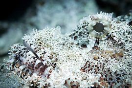 Scorpion fish, Mabul Island, Malaysia by Travel Tips and Stories