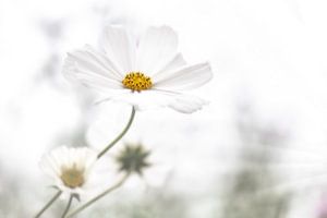 Witte Cosmea in close-up. van Ellen Driesse