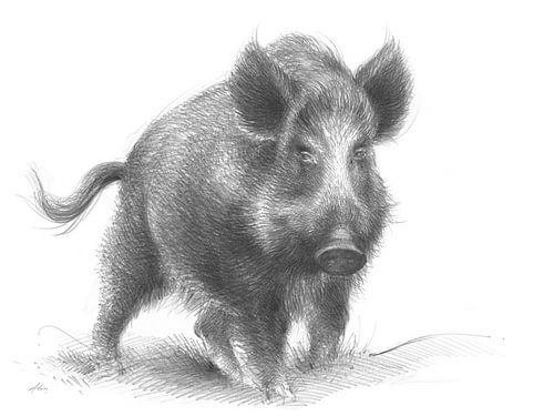 Das Wildschwein, Wächter des Waldes von Adriana Müller