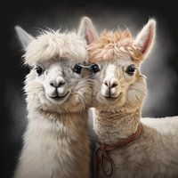 Two alpaca's