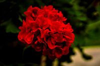 Geranium in vivid contrast