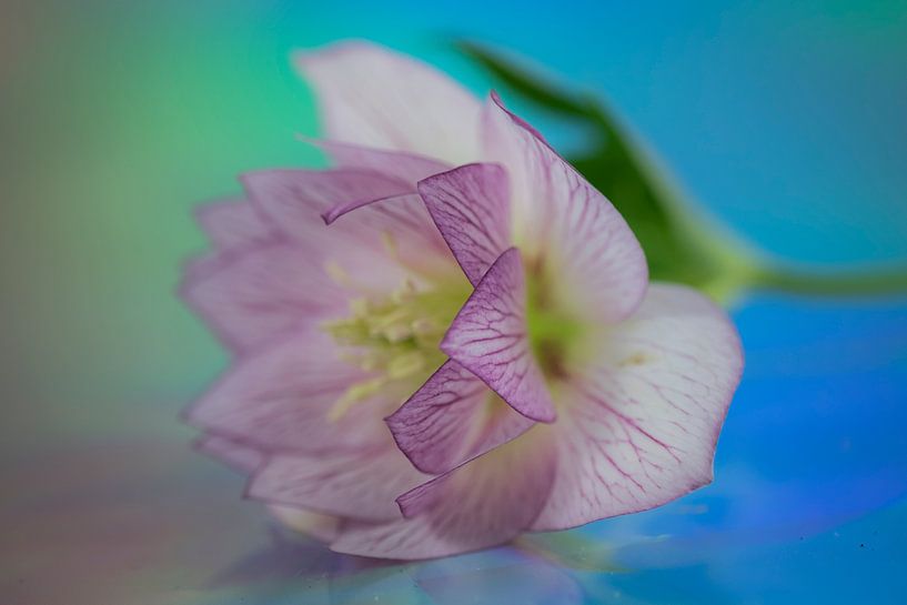 Zacht roze van Karin Tebes