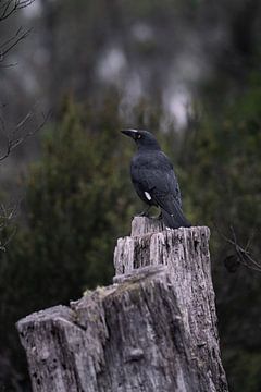 Black Currawong by Zoë Bijl