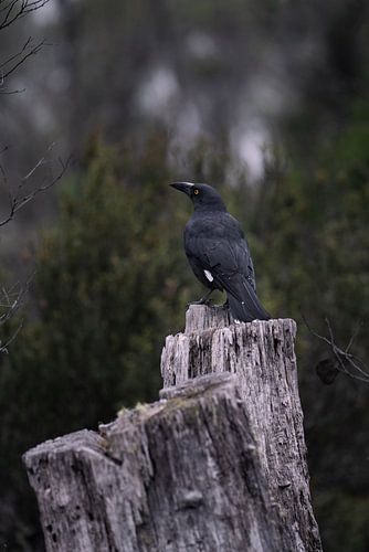 Schwarzer Currawong