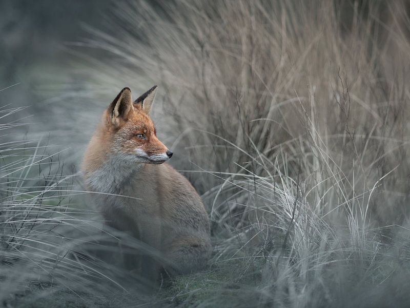 Fox in nature by Roy Kreeftenberg