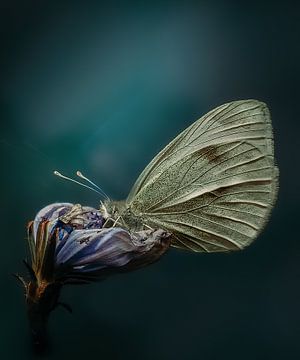 Papillon sur Maurice Cobben