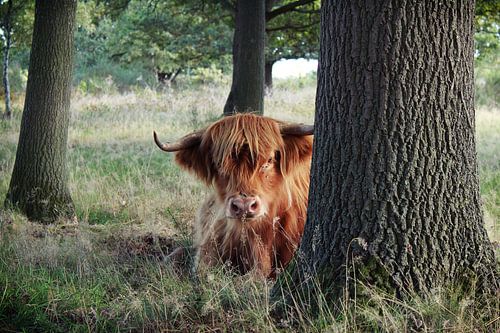 Schottischer Hochländer