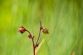 Flower dream 1 by t.ART