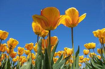 Le temps des tulipes