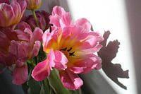 Flowering tulip bouquet