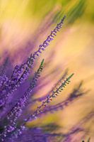 Flowering heather