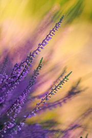 Bloeiende heide van Syl Mulders