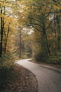 Pad door het bos van Lisa Bouwman