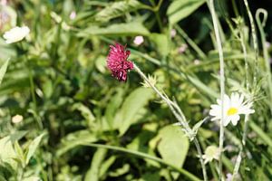 Nederland | Weidebloemen in het gras | Natuurfotografie